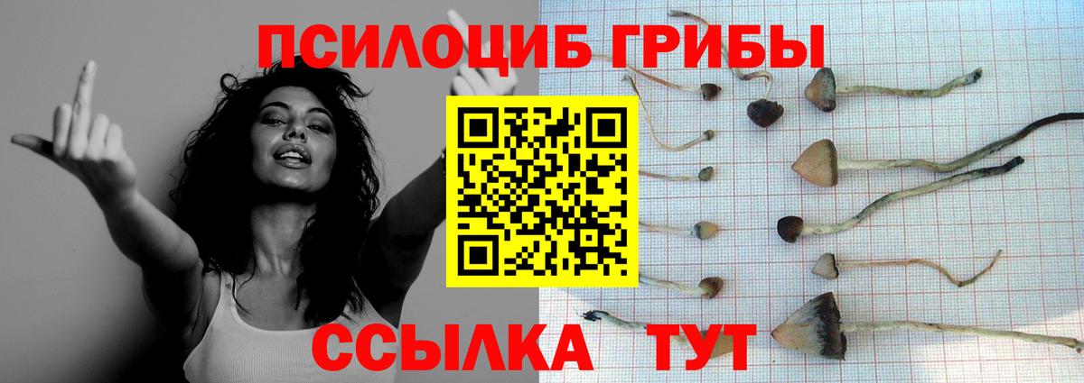 Псилоцибиновые грибы Cubensis Скопин
